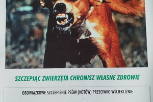 Masz psa lub kota?